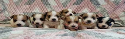 Jack Russell dogs for sale: KC reg Jack Russell pups, parents DNA health teste - Advert 1