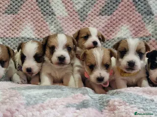 Jack Russell dogs KC reg Jack Russell pups, parents DNA health teste - Advert 2