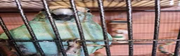 Parakeets birds for sale: Proven pair of kakarikis & Accessories  - Advert 2