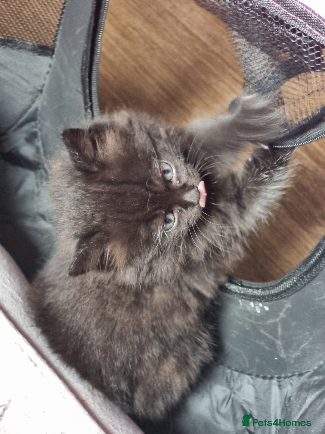 Domestic Shorthair cats for sale: Two adorable kittens, spoilt with love in Spalding - Image 2