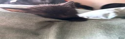 British Shorthair cats for sale: Kittens ready to leave  in Grimsby - Advert 2