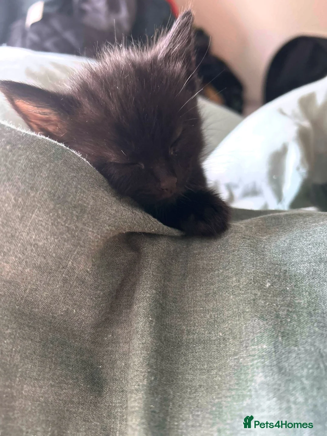 British Shorthair cats for sale: Kittens ready to leave  in Grimsby - Advert 2