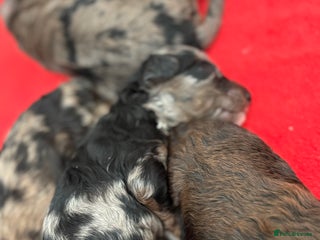 Miniature Poodle dogs Beautiful health tested miniature poodles - Advert 18