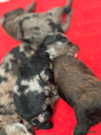 Miniature Poodle dogs Beautiful health tested miniature poodles - Advert 15