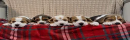 Beagle dogs for sale: BEAUTIFUL (SHOW TYPE) BEAGLE PUPPIES READY NOW - Advert 26