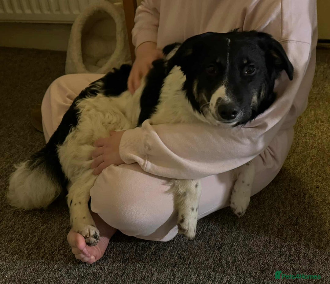 Mixed Breed dogs for adoption: TILLY (PUP) - Advert 2