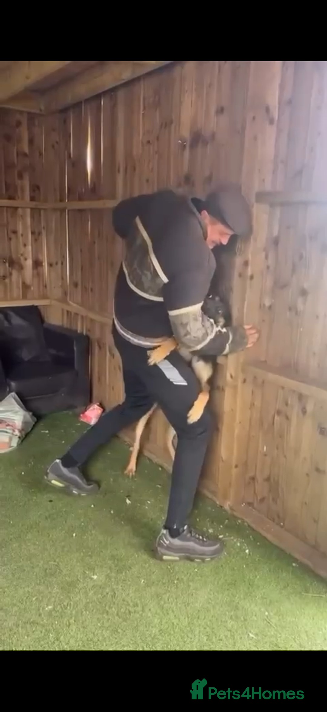 Belgian Shepherd Dog dogs for stud: Cairo !! DUTCH HERDER!! Protection Trained.  - Advert 6