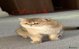 Scottish Fold cats for sale: Lovely Scottish Straight Kittens Ready fo Families - Advert 13