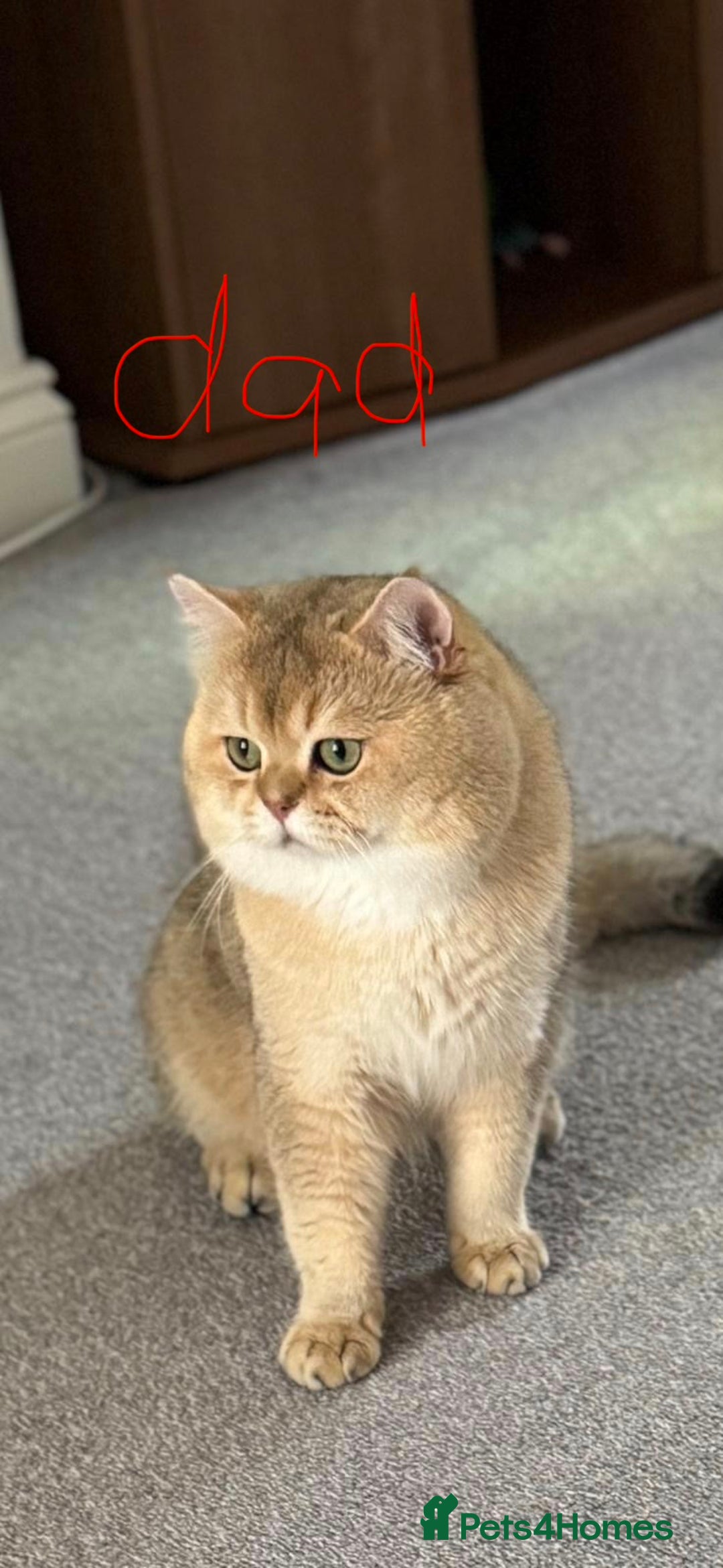 Scottish Fold cats for sale: Lovely Scottish Straight Kittens Ready fo Families - Advert 13