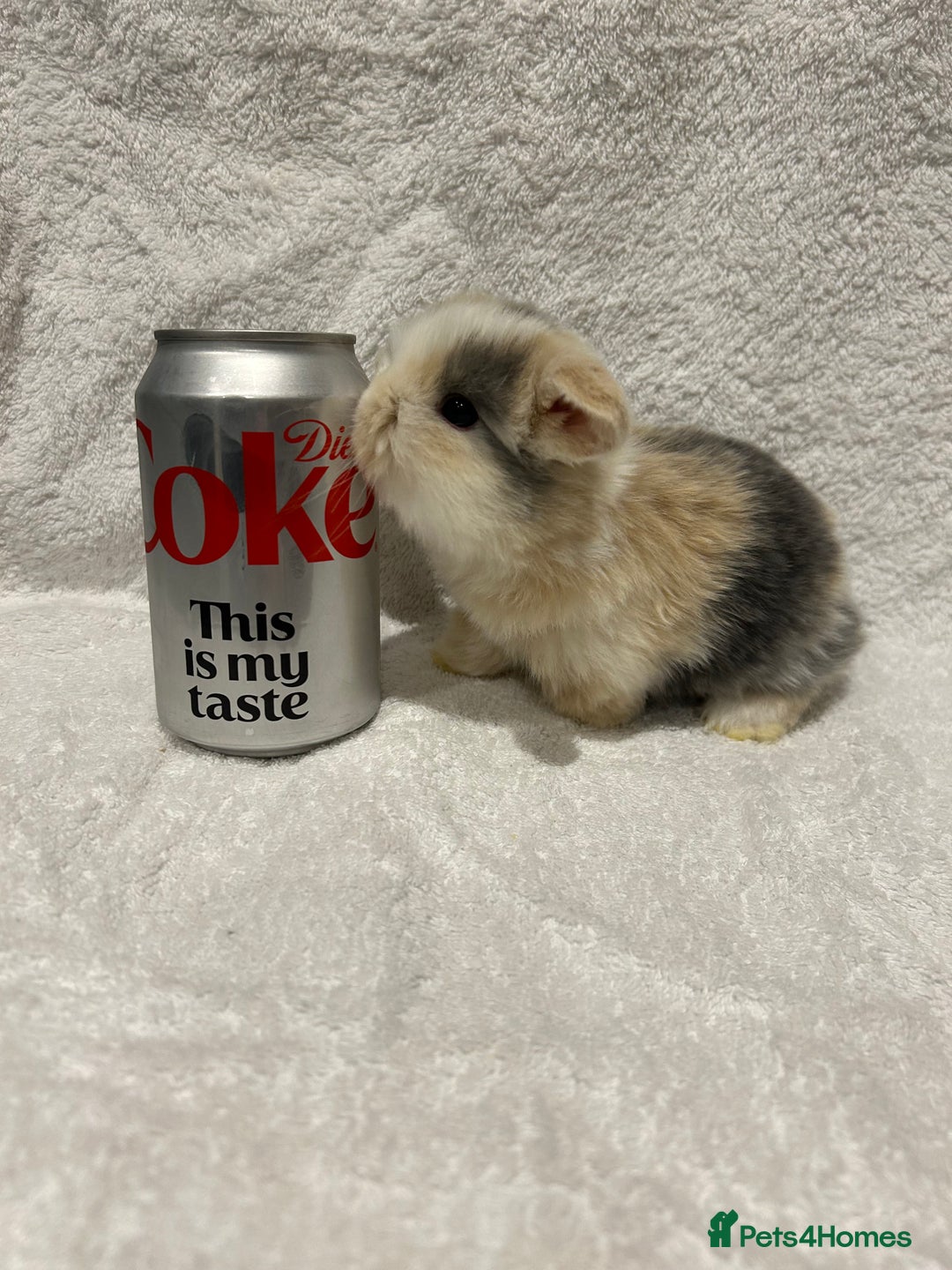 Mini Lop rabbits for sale: Pure Bred Mini Lop Baby Rabbits - Advert 4