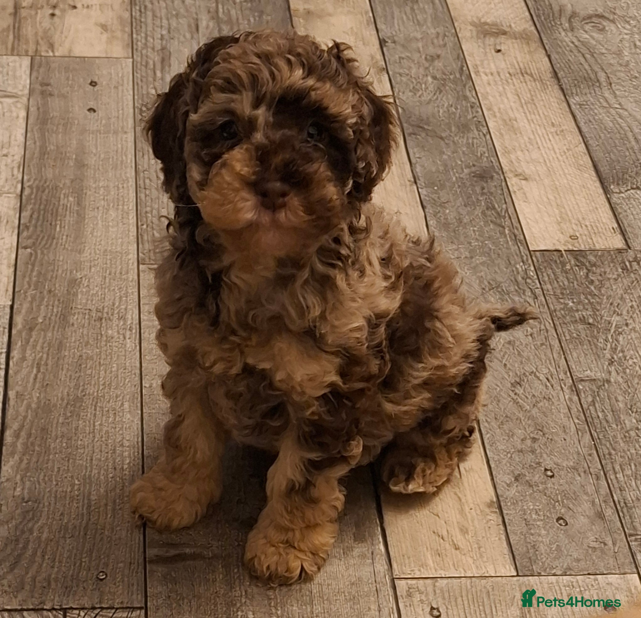 Cockapoo dogs Ready for their new homes - Advert 14