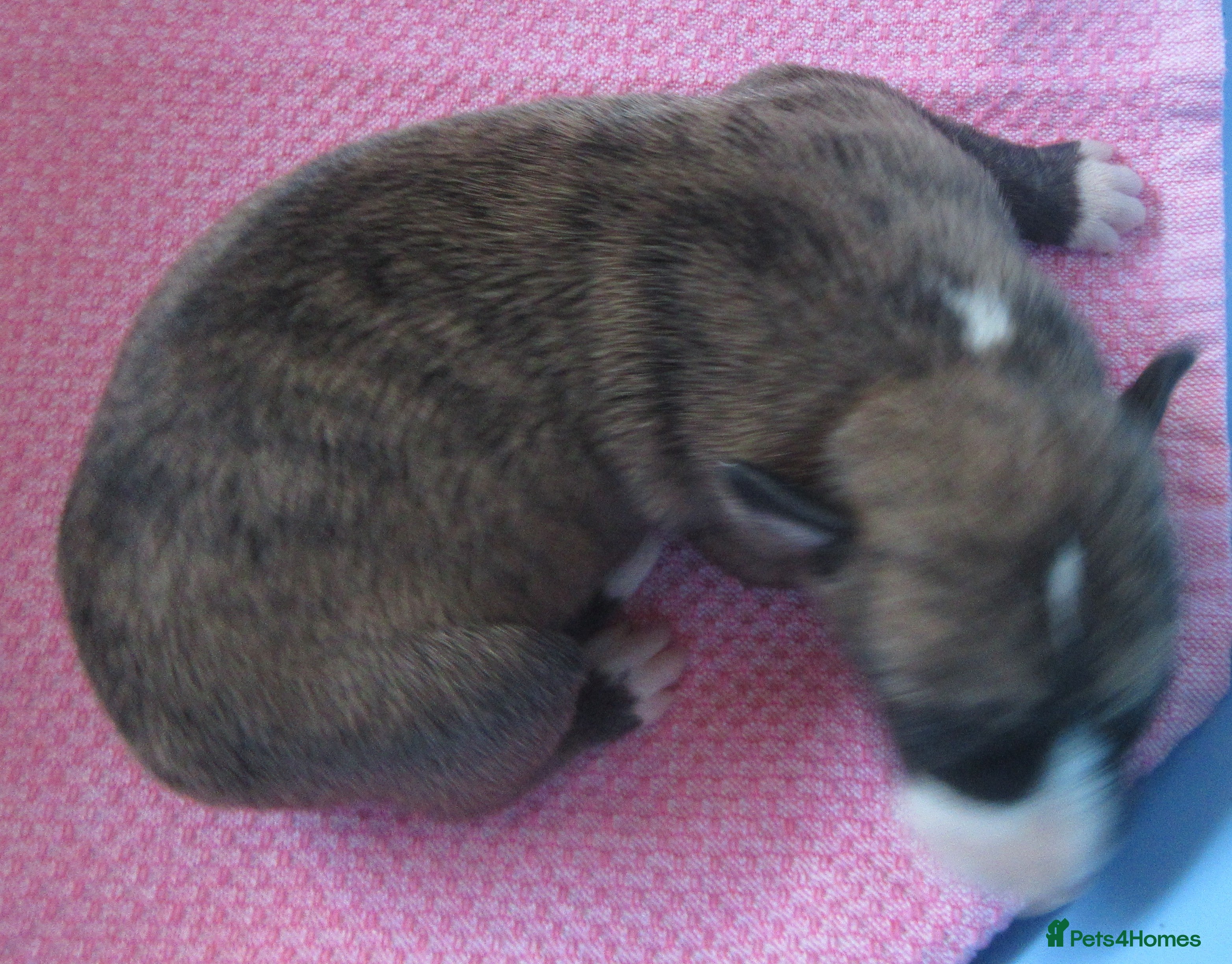 Whippet dogs Celticmoon KC Whippet Puppies - Advert 2