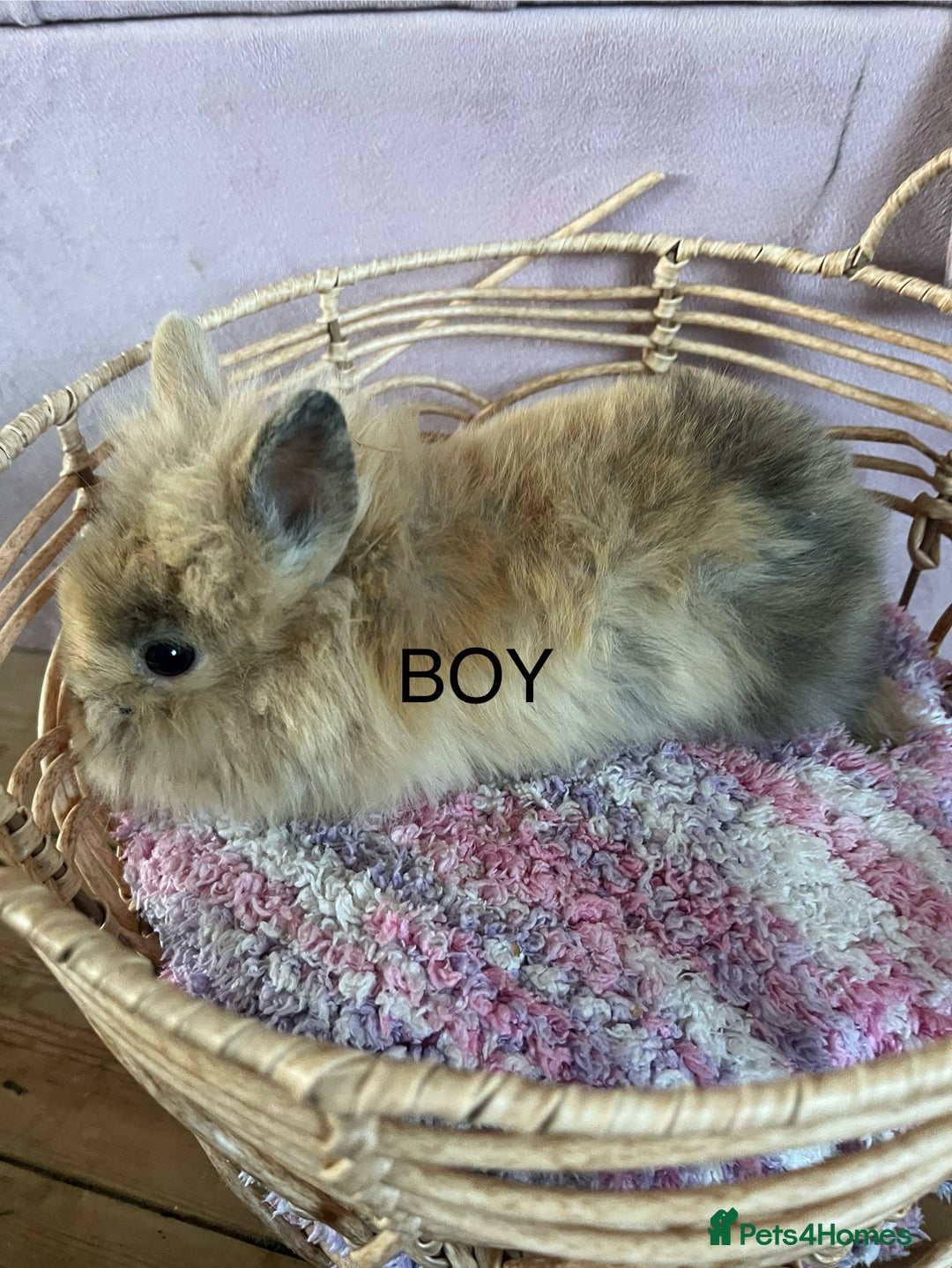 Lionhead rabbits for sale: 2 BOY LIONHEAD RABBITS READY NOW - Advert 9