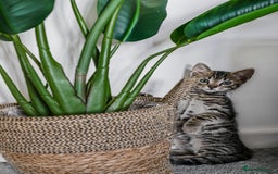 Bengal cats for sale: Beautiful Bengal boy for sale (read full ad) - Image 10