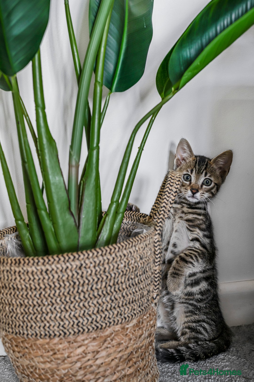 Bengal cats for sale: Beautiful Bengal boy for sale (read full ad) - Image 10