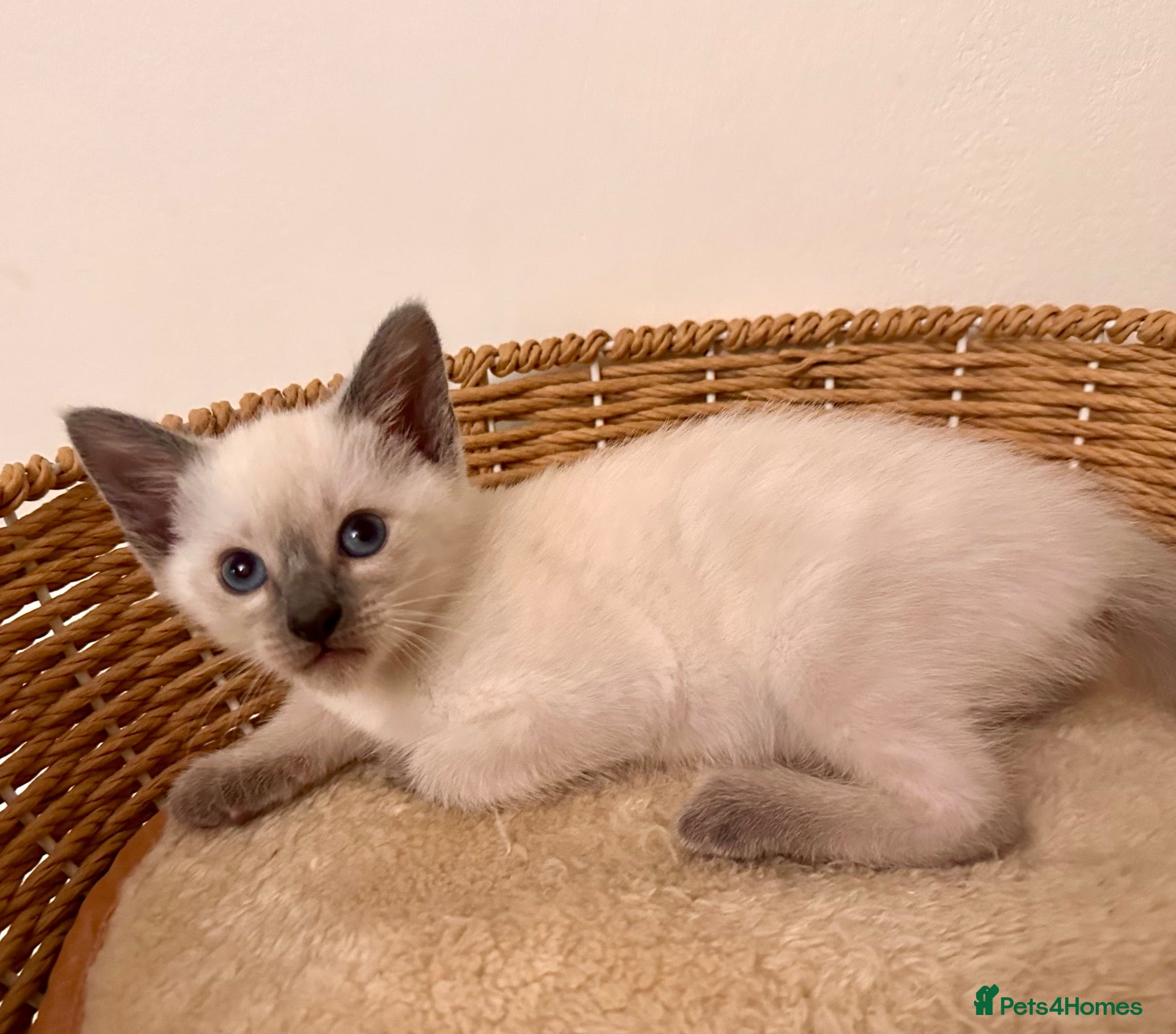 Siamese cats Only one blue point girl left 🐾💕 - Advert 17
