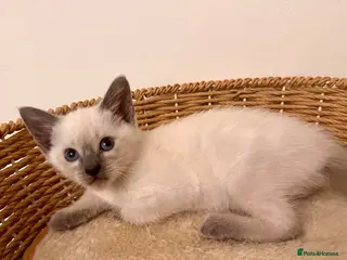 Siamese cats Only one blue point girl left 🐾💕 - Advert 17