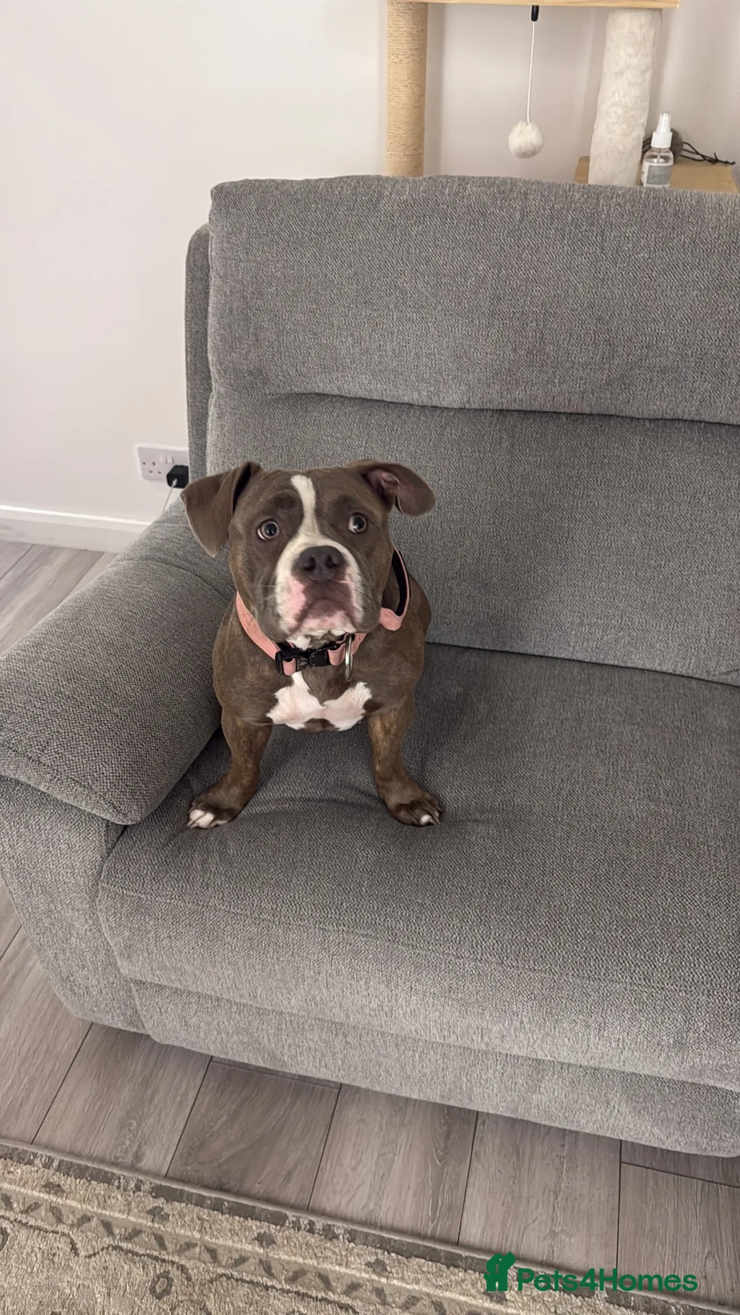 American Bulldog dogs for sale: American bulldog  in Lancaster - Advert 2
