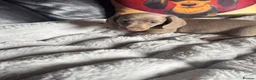 Miniature Dachshund dogs for sale: Kc registered Miniature dachshunds  - Advert 18