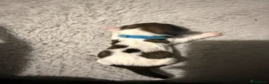 Shih Tzu 5