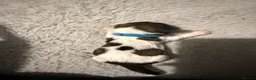 Shih Tzu dogs for sale: 6 beautiful Shih Tzu puppies  - Advert 8