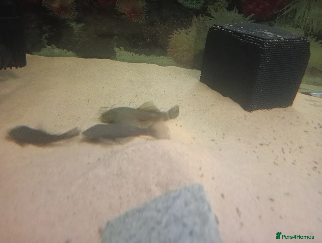 Plecos fish for sale: Baby Bristlenose Plecos - Advert 2