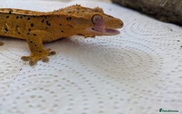 Gecko reptiles for sale: Beautiful Female Crested Geckos    - Image 5
