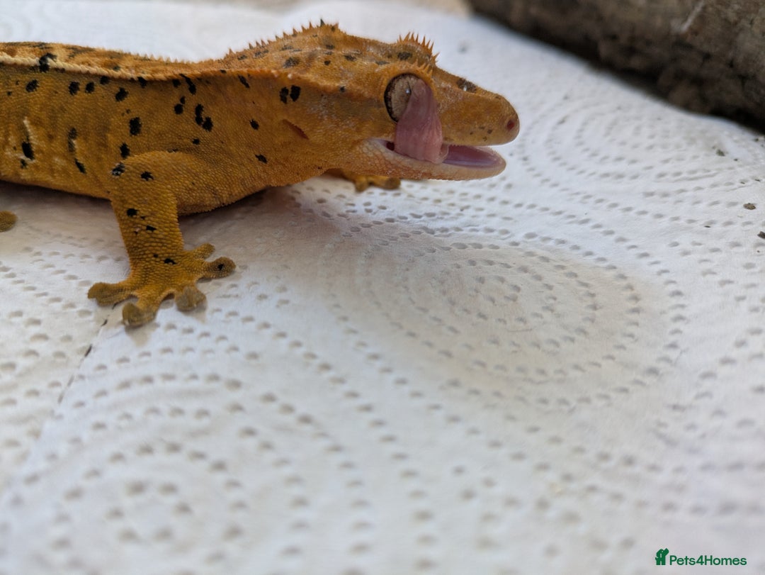 Gecko reptiles for sale: Beautiful Female Crested Geckos    - Image 5