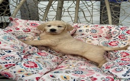 Golden Retriever dogs for sale: 4 left gorgeous kc reg golden retriever puppies  - Image 3