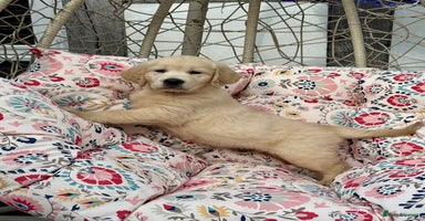 Golden Retriever dogs - Advert 16