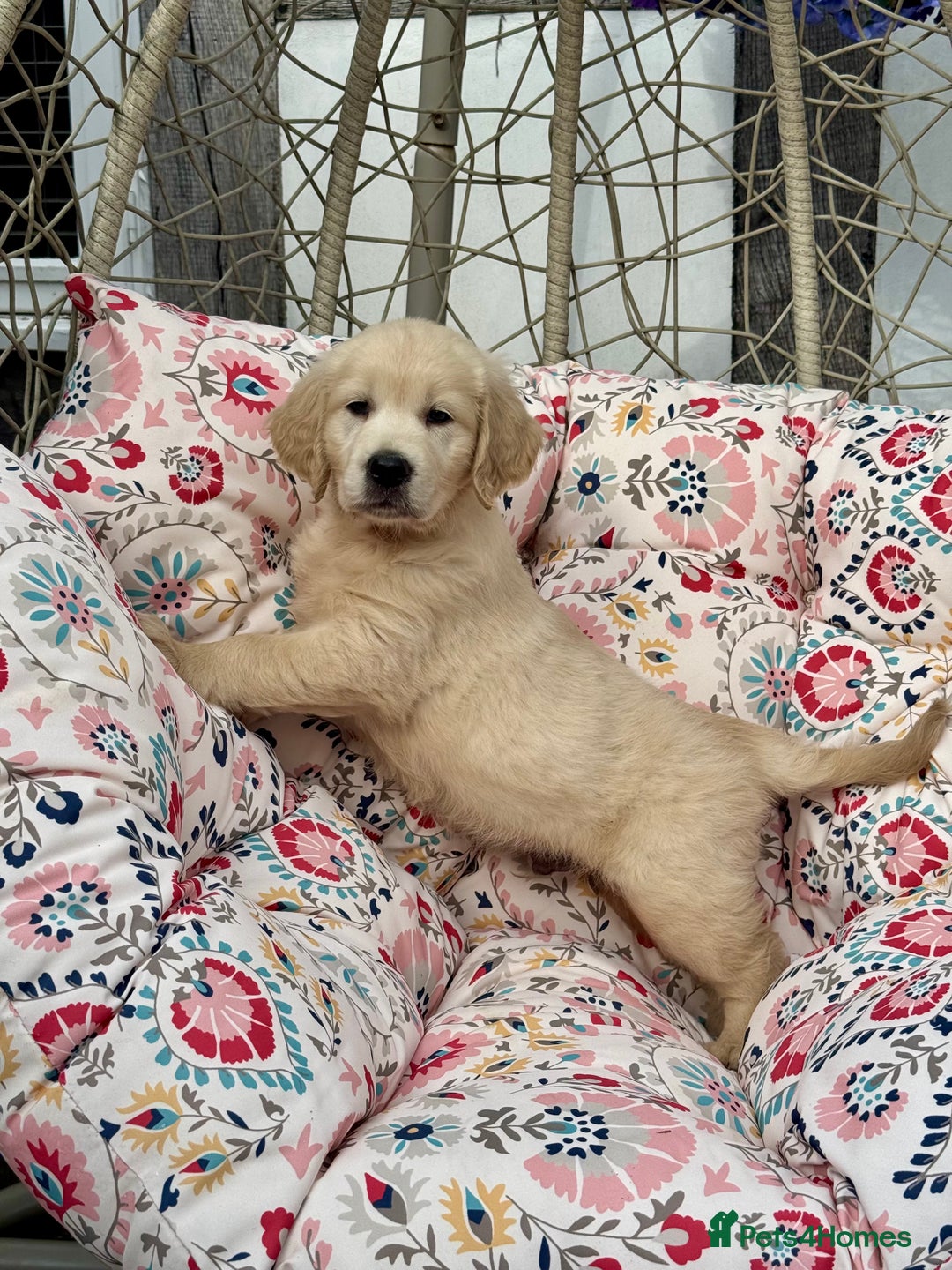 Golden Retriever dogs for sale: 4 left gorgeous kc reg golden retriever puppies  - Image 3