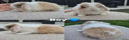 Mini Lop rabbits for sale: Mini lop Rabbit  - Advert 5