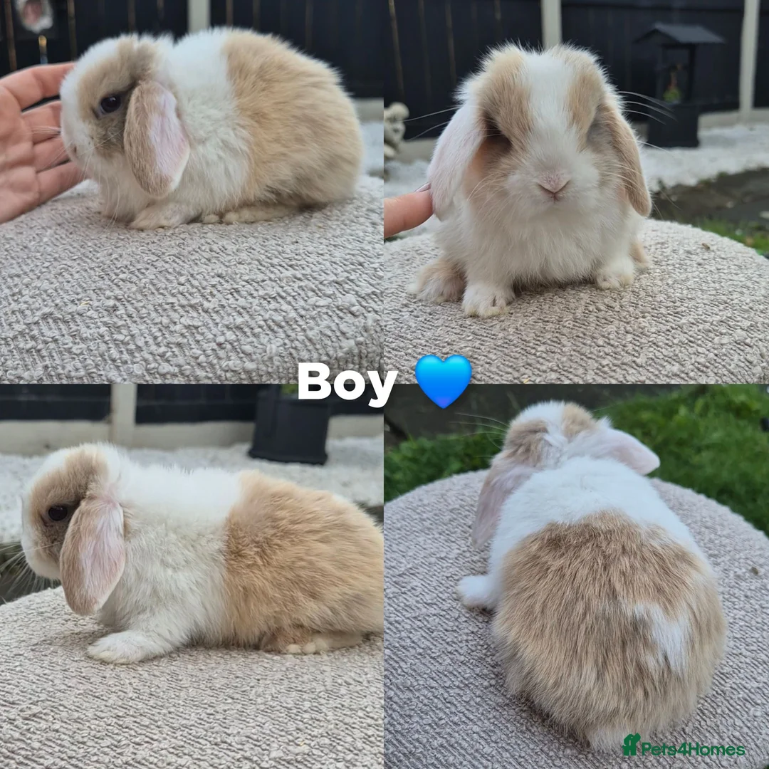 Mini Lop rabbits for sale: Mini lop Rabbit  - Advert 5