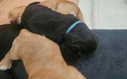Cocker Spaniel dogs for sale: KC Reg Cocker Spaniel Puppies - Image 10