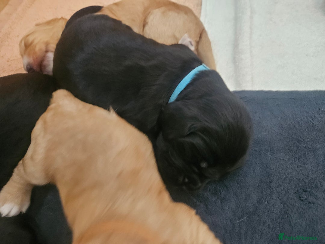 Cocker Spaniel dogs for sale: KC Reg Cocker Spaniel Puppies - Image 10