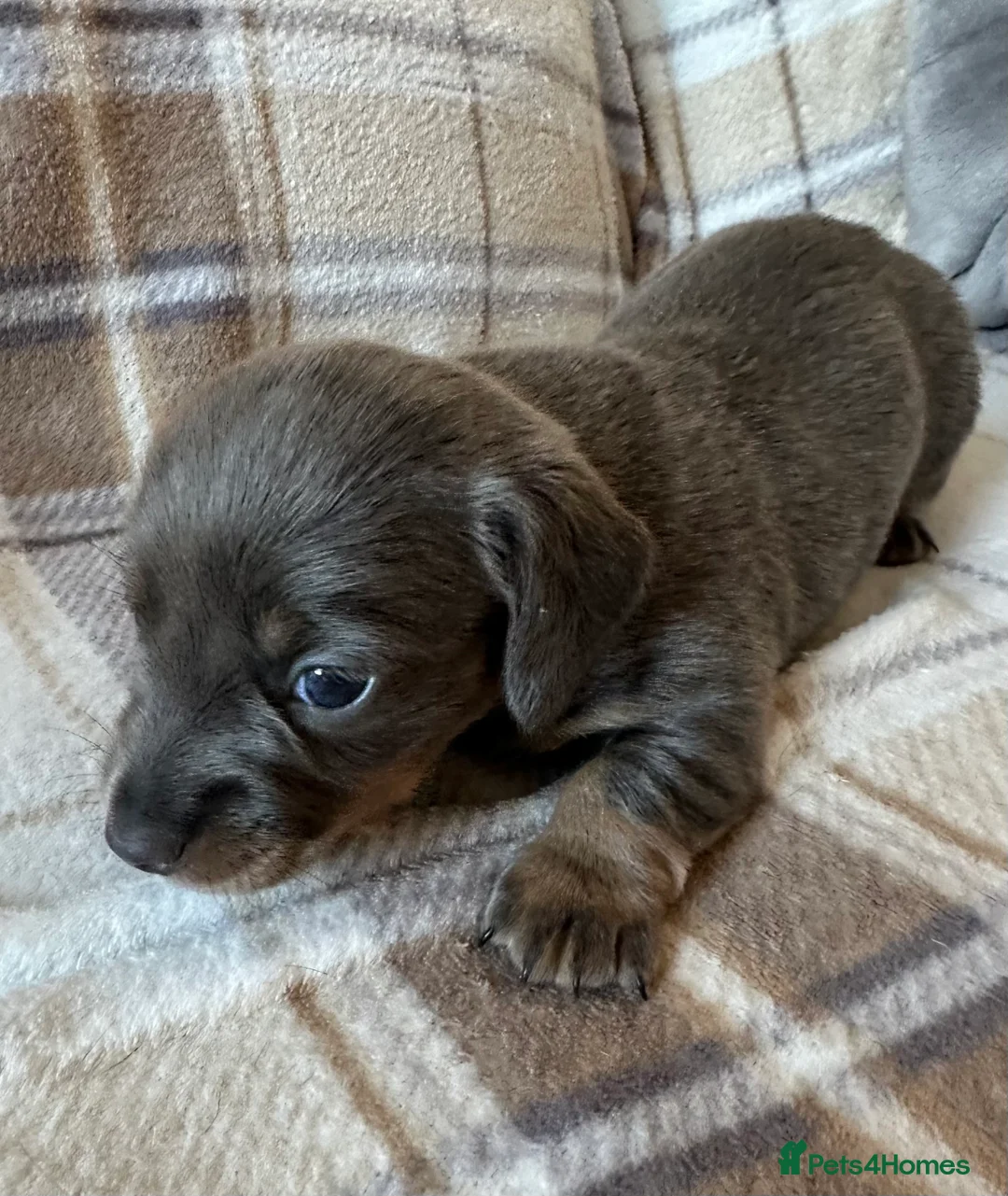 Dachshund dogs for sale: Beautiful litter of 3 KC Reg - Advert 17