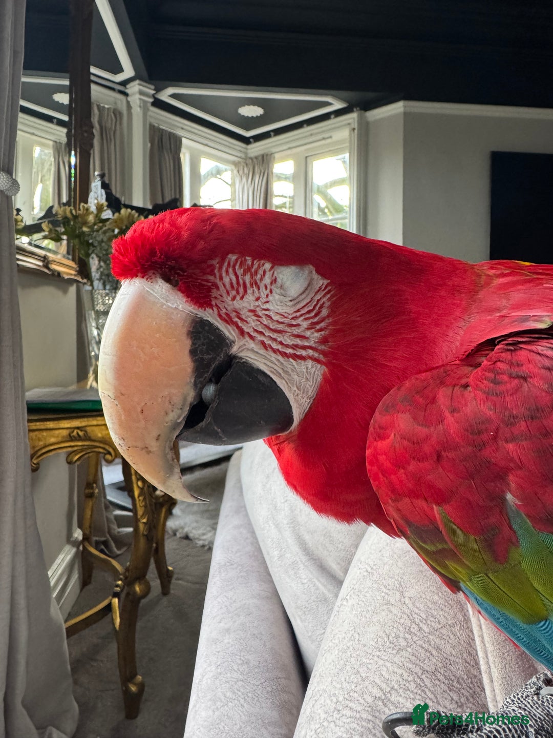 Macaws birds for sale: Tame&Talking Greenwing Macaw - Advert 9