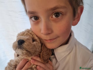 Miniature Poodle dogs Outstanding MiniPoodle exceptional champion lines. - Advert 9