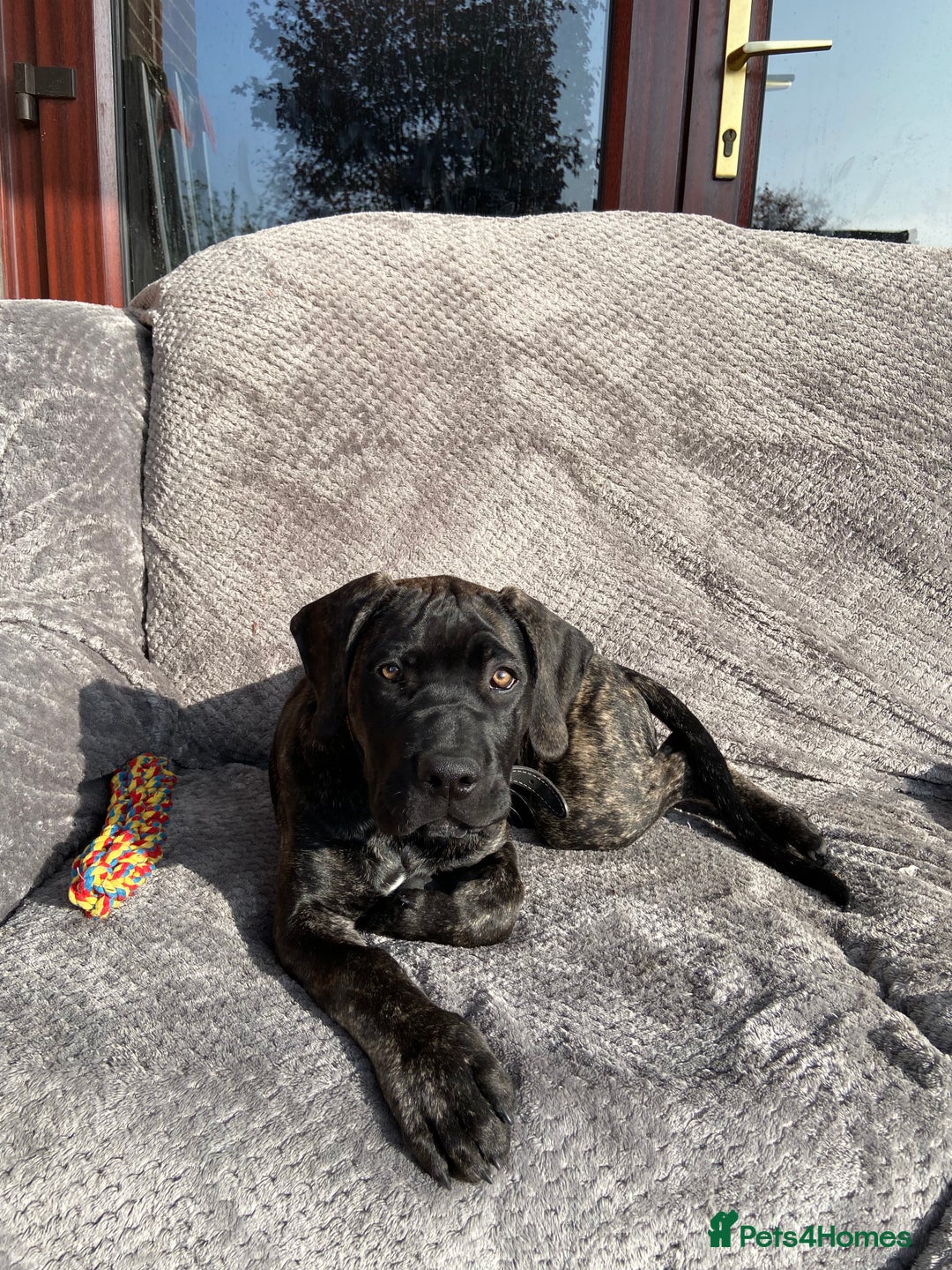 Mixed Breed dogs for sale: Family dog for Sale - Image 9