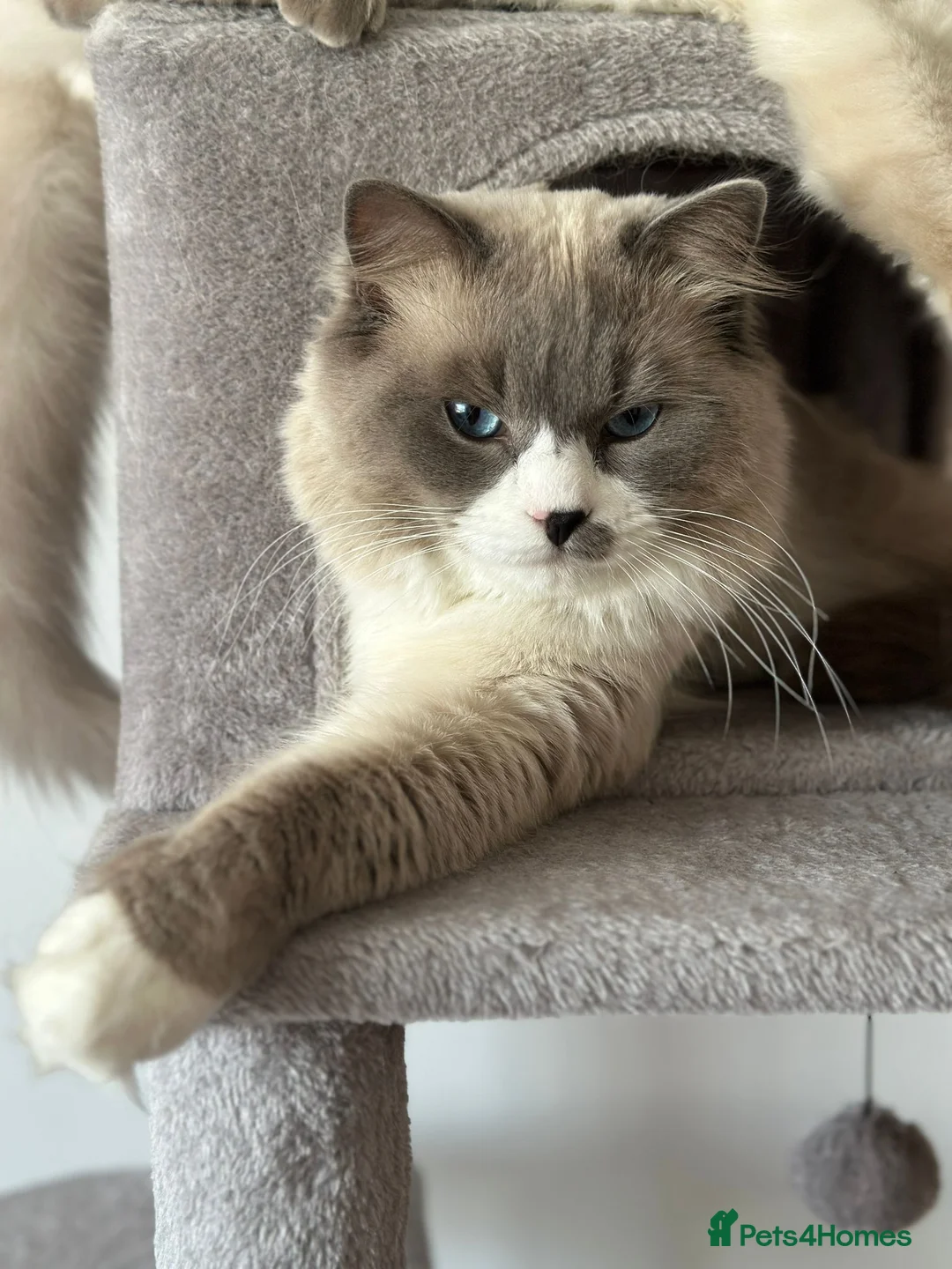Ragdoll cats for stud: Pure Ragdoll Stud Available  in Newry - Advert 5