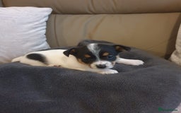 Mixed Breed dogs for sale: Beautiful small jack Russell/ chihuahua  - Image 6