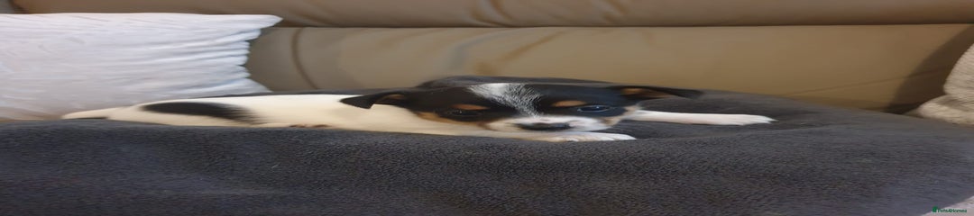 Mixed Breed Puppy 1