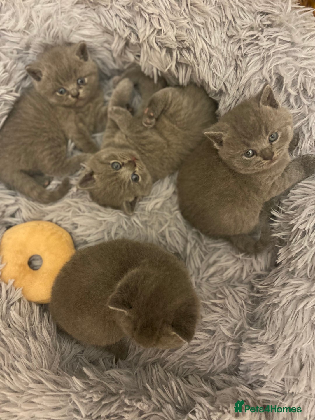 British Shorthair cats for sale: British Shorthair kittens to reserve  - Advert 3