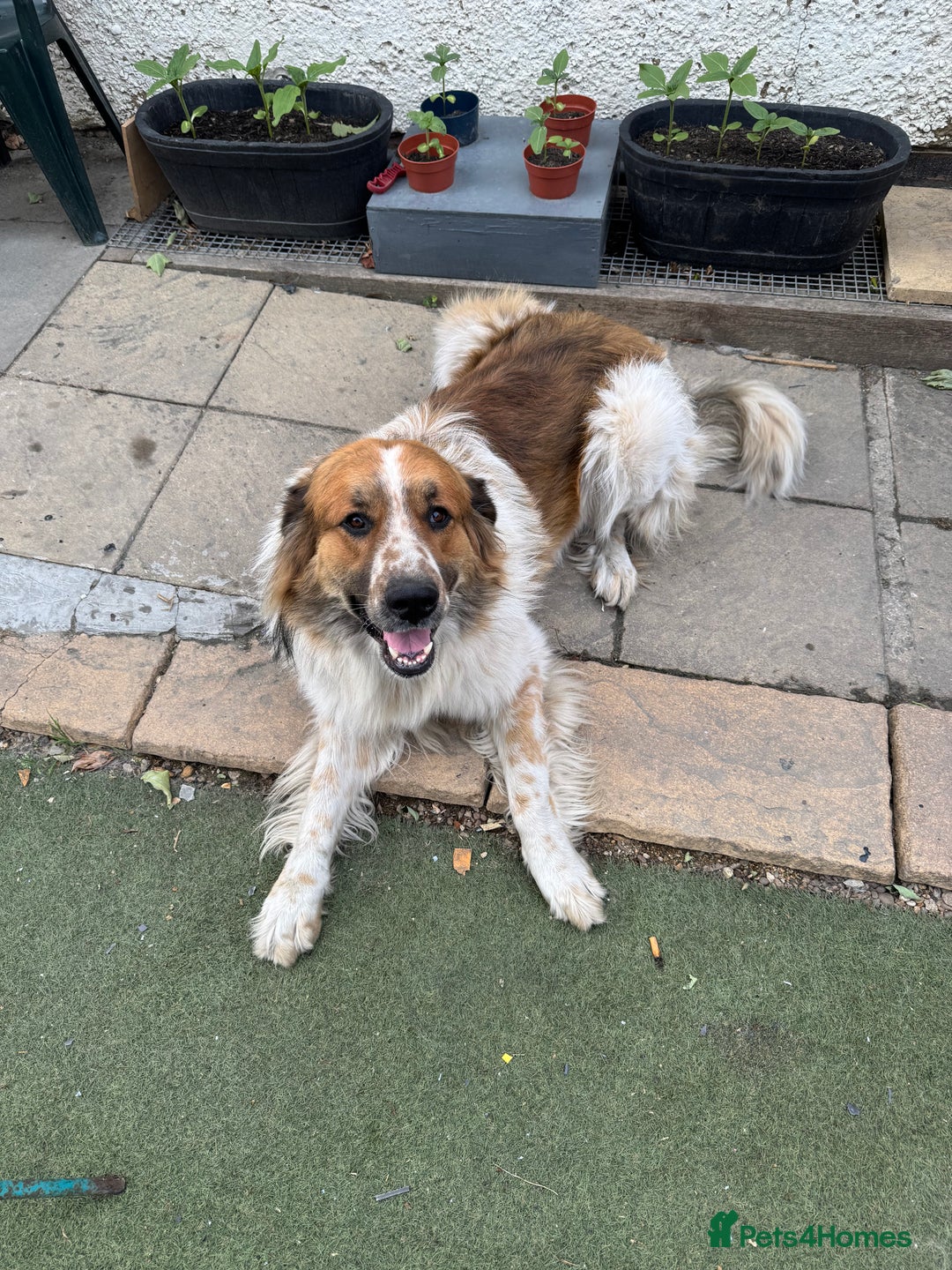 Newfoundland dogs for sale: Newfoundland 2 year old  - Advert 3