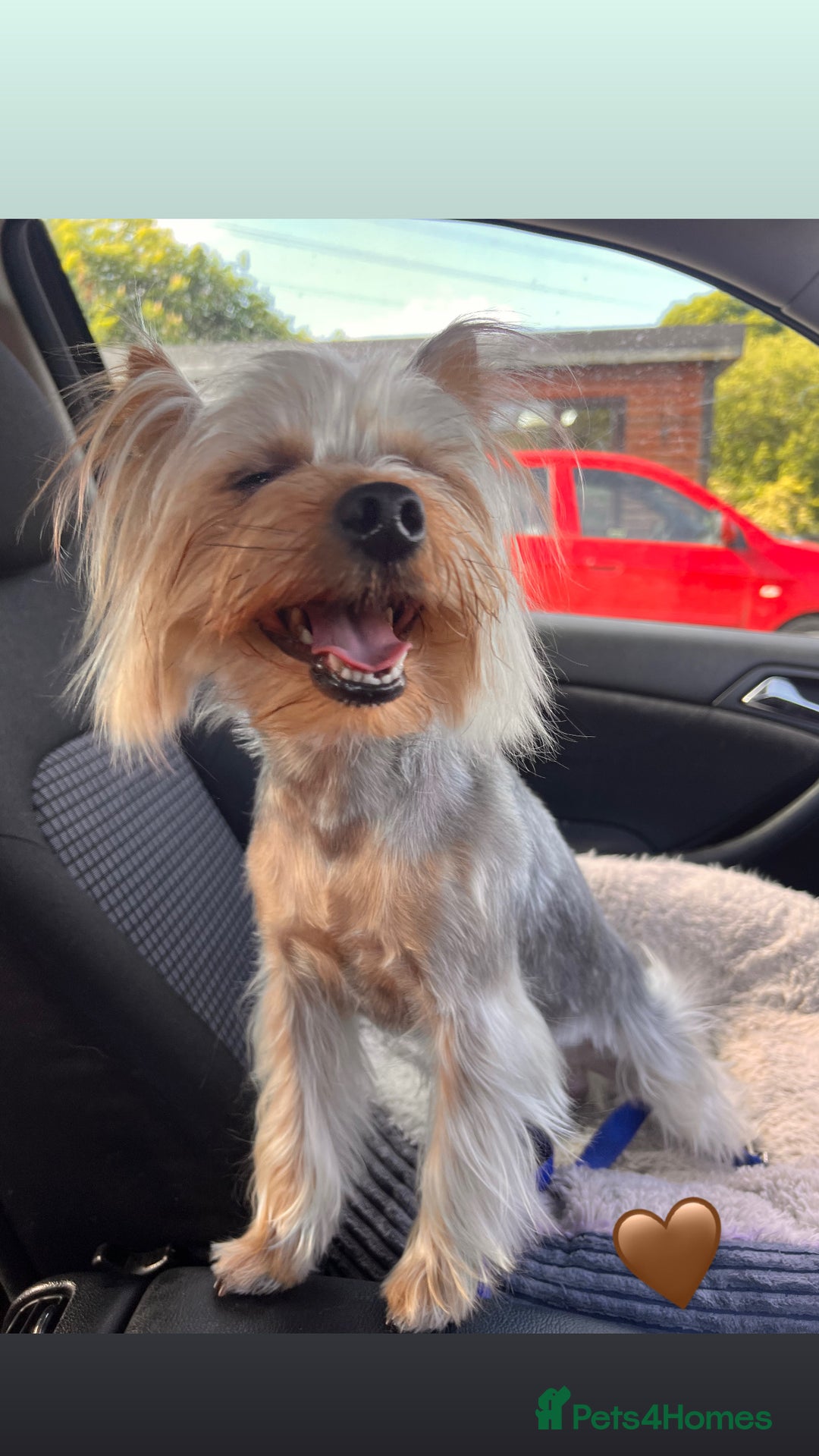 Yorkshire Terrier dogs for stud: For Stud  - Advert 4