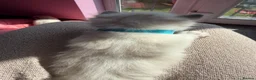 Ragdoll cats for sale: Exceptional Ragdolls  - Advert 4