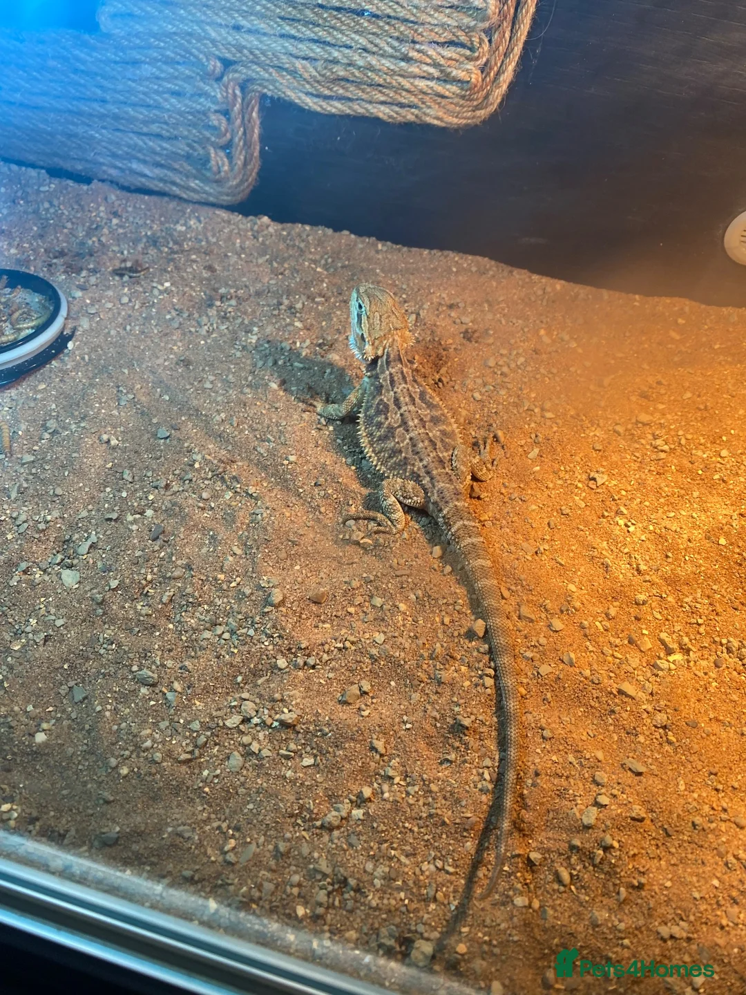 Bearded Dragon reptiles for sale: Baby bearded dragon in Wallingford - Advert 6