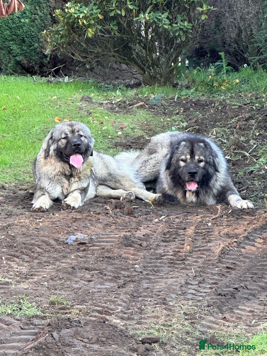 Caucasian Shepherd Dog dogs for sale: Caucasion Shepherd Puppies - Advert 6