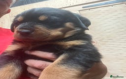 Rottweiler dogs for sale: Top quality German bred rottweilers - Image 8