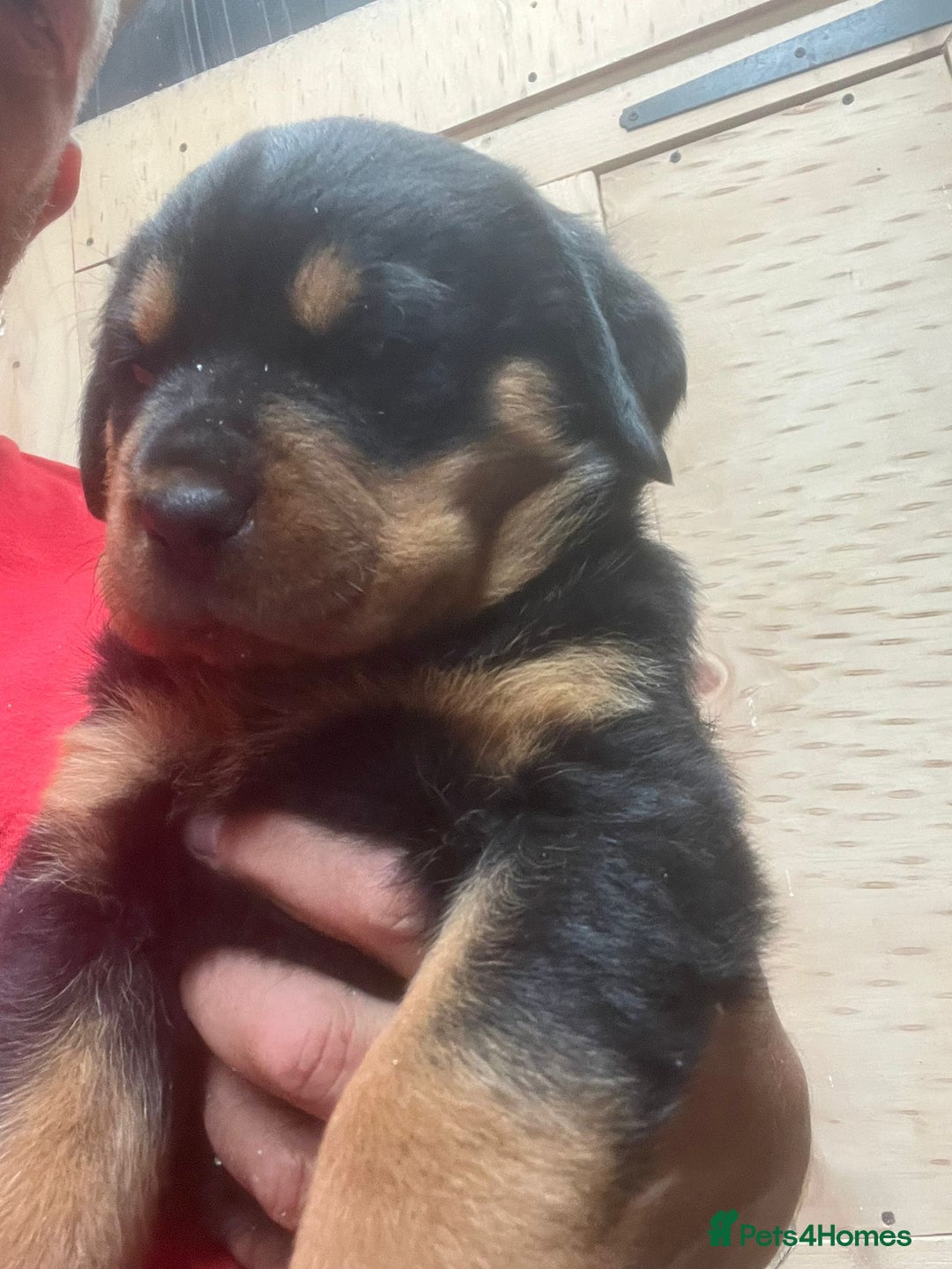 Rottweiler dogs for sale: Top quality German bred rottweilers - Image 8